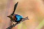 <strong>Variegated Fairy-wren by Marie Kobler 2021</strong><p>While I was standing still watching a thornbill family along the Cherrybrook fire trails l caught a dazzling flash out of the corner of my eye. This male variegated fairy-wren had flown down a few metres from me into the sunlight. I was able to slowly swivel around and capture his beauty before he looked up at me and escaped. </p>