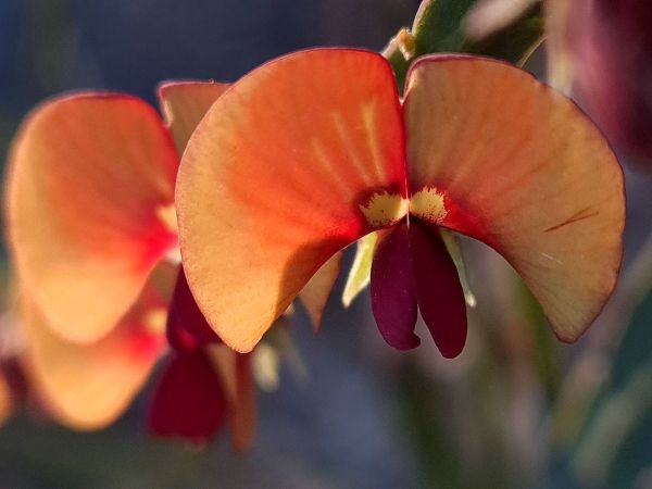 <strong>Bossiaea scolopendria by Petra Holland 2021</strong><p><em>Bossiaea scolopendria</em> (plank plant) a fascinating plant with its unusual flat winged stems and pea flowers that line up along the “plank”.</p>
