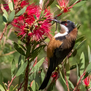 Eastern spinebill by Marie Kobler