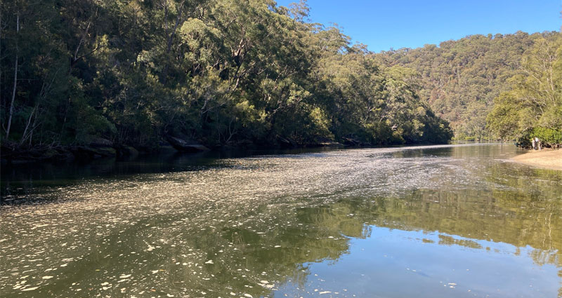 Foam pollution – Hawkesbury