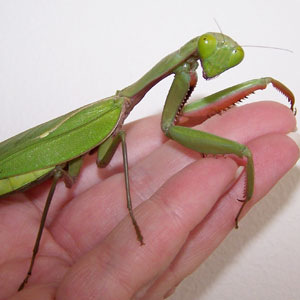 praying mantis on hand