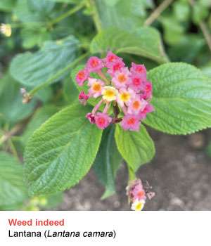 lantana