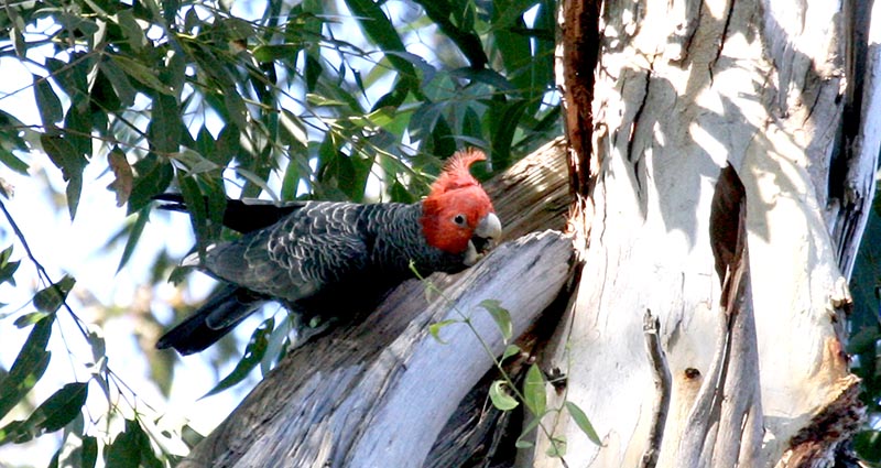 gang-gang-cockatoo