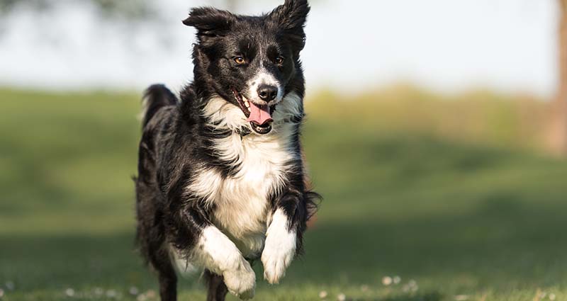 dog off leash