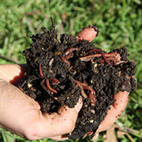 Worm farming