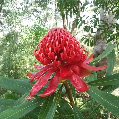 waratha flower