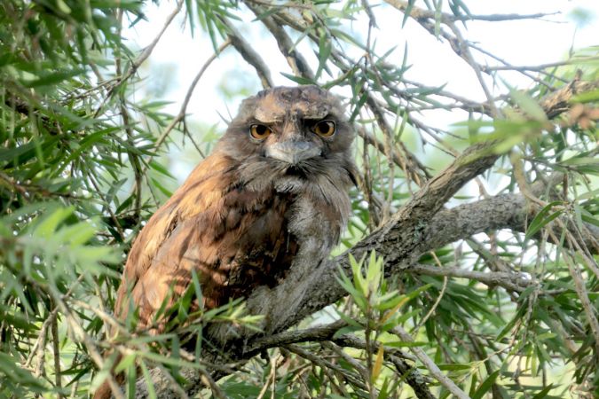 <strong>Big brother is watching you - Ana Rubio</strong><p>Each year we are visited by a pair of tawny frogmouths that sit in the tree that leans over our balcony. Some years they come for weeks other times for a day or two, always to the same nook on the same branch - who knows why? To our surprise this year they showed up with a new addition. How wonderful to see a marriage that's stood the test of time! Ana</p>