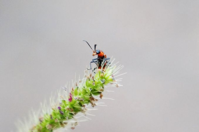 <strong>Nigel a pop eyed Soldier Beetle peeping over a stalk of grass - David Hooper</strong><p>A skinny tiny critter 10mm long and 2mm wide climbing a pigeon grass stalk, stops, turns, heads behind the seed head, hiding from me. Then arrives at the summit, looks at me then turns to survey the view from way up there…click click. This guy is so tiny but character all over his face, eyes popping, antenna waving, looking a million dollars in his resplendent suit. Can't see his detail with the naked eye, but macro in focus…Nigel is a soldier beetle wow wow wow. David</p>