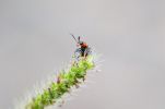 <strong>Nigel a pop eyed Soldier Beetle peeping over a stalk of grass - David Hooper</strong><p>A skinny tiny critter 10mm long and 2mm wide climbing a pigeon grass stalk, stops, turns, heads behind the seed head, hiding from me. Then arrives at the summit, looks at me then turns to survey the view from way up there…click click. This guy is so tiny but character all over his face, eyes popping, antenna waving, looking a million dollars in his resplendent suit. Can't see his detail with the naked eye, but macro in focus…Nigel is a soldier beetle wow wow wow. David</p>