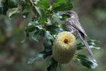 <strong>Little Wattlebird on <em>Banksia serrata</em> by Marie Kobler 2021</strong><p>Little wattlebirds love banksias when they are in flower. They are very territorial, fiercely guarding their nectar from other honeyeaters. I've watched them chasing off smaller honeyeaters as well as much bigger birds such as rainbow lorikeets. I was pleased this photo showed both the little wattlebird and 'its' banksia serrata clearly.</p>