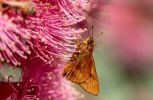<strong>Skipper Butterfly by Marie Kobler 2021</strong><p>The birds and the bees love flowering gums and during Covid lockdowns I’ve had extra time to explore my garden and see the variety of wildlife that lives there. I’ve seen these Skippers in the Berowra Valley bushland so was thrilled to see them in my garden in suburban Cherrybrook.</p>