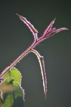 <strong>Furry new shoot by Daniel Burkhardt 2021</strong><p>The dappled backlight of the winter afternoon sun drew my attention to a self-seeded lemon-scented gum sapling. I was able to capture the furry stem and leaves of the new shoot, together with its purple colouring, just in time before the backlit wonder disappeared when shadows moved across.</p>