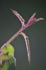 <strong>Furry new shoot by Daniel Burkhardt 2021</strong><p>The dappled backlight of the winter afternoon sun drew my attention to a self-seeded lemon-scented gum sapling. I was able to capture the furry stem and leaves of the new shoot, together with its purple colouring, just in time before the backlit wonder disappeared when shadows moved across.</p>