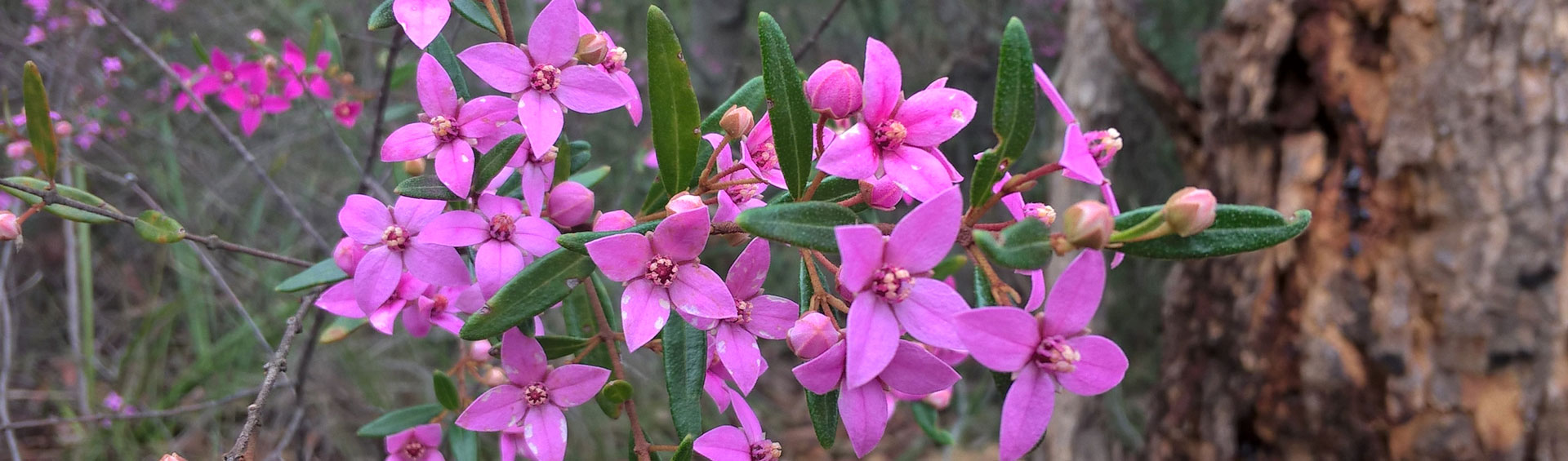 flora-banner-Boronia-ledifolia-flower.jpg