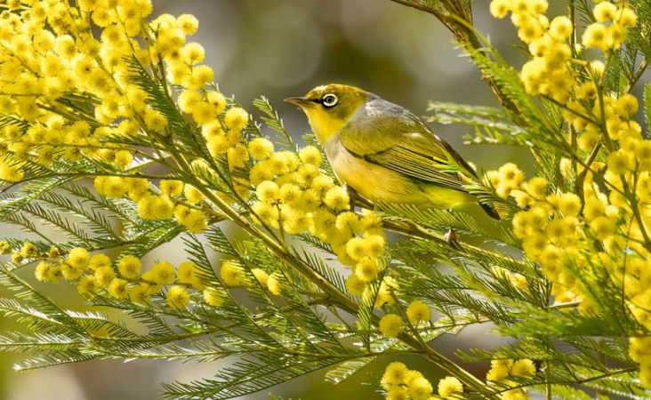 <strong>Silvereye on wattle, Fagan Park by Marie Kobler</strong>