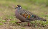 <strong>Common bronzewing, Fagan Park by Marie Kobler</strong>