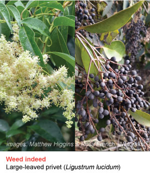 large leaved privet