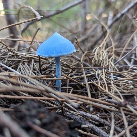 Blue and brown by Robert O'Leary 2024