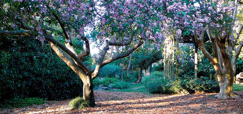 Lilian Fraser Garden