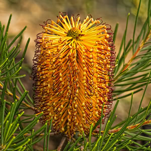 Bottlebrush by Janie News