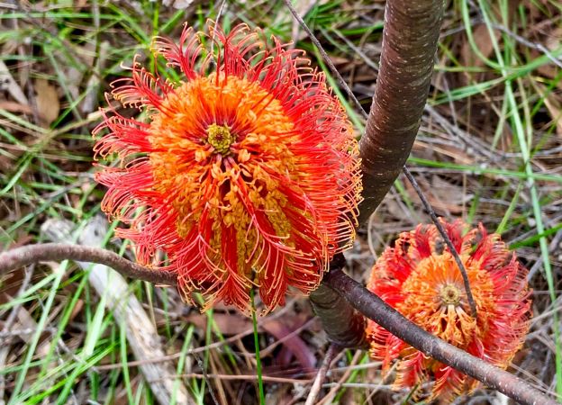 <strong>Banksia spinulosa Verena Burkhardt - Quarry Road Dural</strong><p>Banksia spinulosa (Hairpin Banksia) is my favourite Banksia to feel and touch, as well as admiring its beautiful colour. Varena</p>