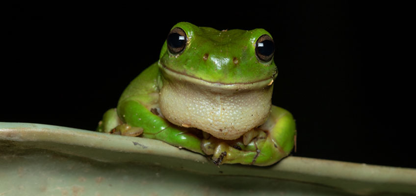 green tree frog