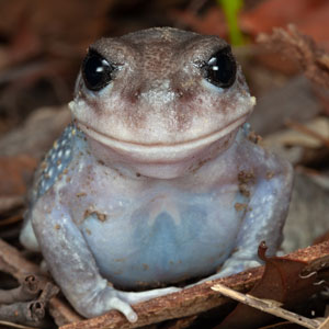 Giant Burrowing Frog facing forward