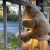 <p>Finalist - Senior</p> <p>Anita Howard</p> <p>Hi</p> <p>First rays of the morning sunlight accentuate my large teddy's face as he peers through the railings, ready to welcome anyone passing by. Initially, teddies were placed to cheer up children as they took their daily walk. However, I for one, as an adult, enjoyed hearing people passing by and making comments about my teddy. Also, on my walks seeing the variety of teddies and other creatures placed as symbols of 'welcome', 'hi!' and 'you're not alone.'</p>