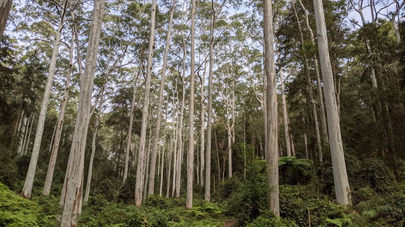 <strong>Blue gum forest – Dog Pound Creek by Geoff Weller</strong><p>The Dog Pound Creek Reserve walk passes through this magnificent stand of Sydney Blue Gums, which form part of the critically endangered Blue Gum High Forest. I wanted to capture the sense of majesty of these beautiful trees, towering above the ferny understory, with the wide lens angle accentuating the feeling of the trees reaching together for the light above.</p>