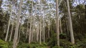 <strong>Blue gum forest – Dog Pound Creek by Geoff Weller</strong><p>The Dog Pound Creek Reserve walk passes through this magnificent stand of Sydney Blue Gums, which form part of the critically endangered Blue Gum High Forest. I wanted to capture the sense of majesty of these beautiful trees, towering above the ferny understory, with the wide lens angle accentuating the feeling of the trees reaching together for the light above.</p>