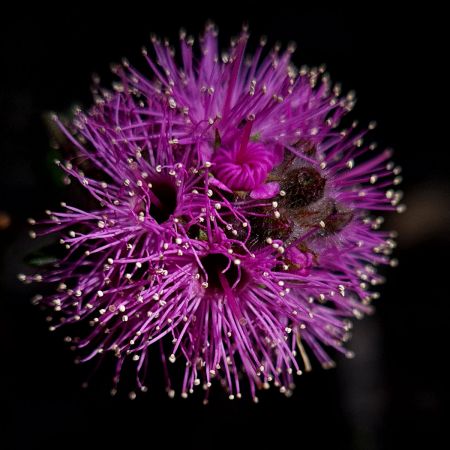 <strong>Kunzea capitata by Petra Holland 2021</strong><p><em>Kunzea capitata</em> is a beautiful low growing slender shrub usually found growing in sandy soils in open forests and heath. Look for the flowers when bushwalking in spring.</p>