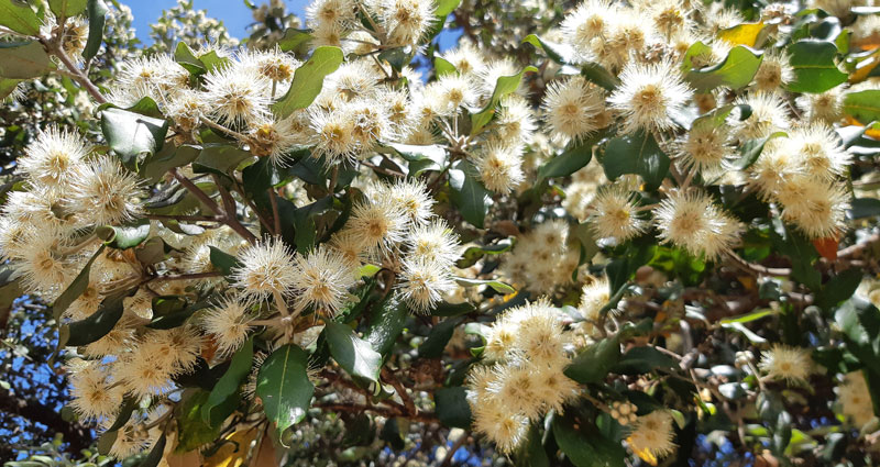 Australia native bush flower