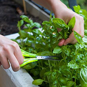 cutting basil with scissors