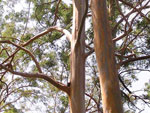 Sydney Blue Gum