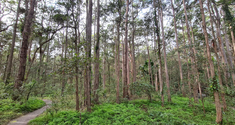 Sydney Turpentine-Ironbark Forest