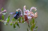 <strong>Metallic green carpenter bee, Cherrybrook fire trail by Marie Kobler</strong>