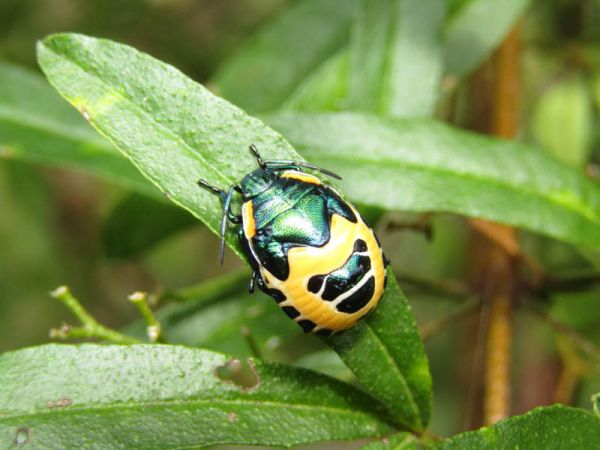 <strong>Metallic Shield Bug Nymph by Janelle Marr</strong>