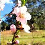 bee on nectarine orchard