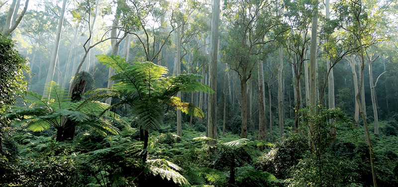 trees in forest with mist