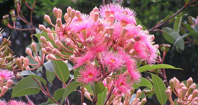 flora