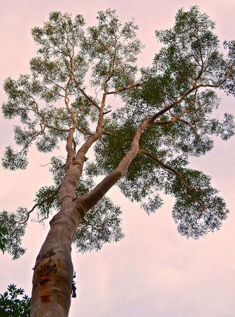 <strong>Imposing Angophora - Daniel Burkhardt</strong><p> It was late in the afternoon of a lazy, hazy day. The setting sun cast no shadows but an eerie light to remind us of Nature's presence. Next time you're near a tall tree, step closer and look up. Danny</p>