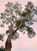 <strong>Imposing Angophora - Daniel Burkhardt</strong><p> It was late in the afternoon of a lazy, hazy day. The setting sun cast no shadows but an eerie light to remind us of Nature's presence. Next time you're near a tall tree, step closer and look up. Danny</p>