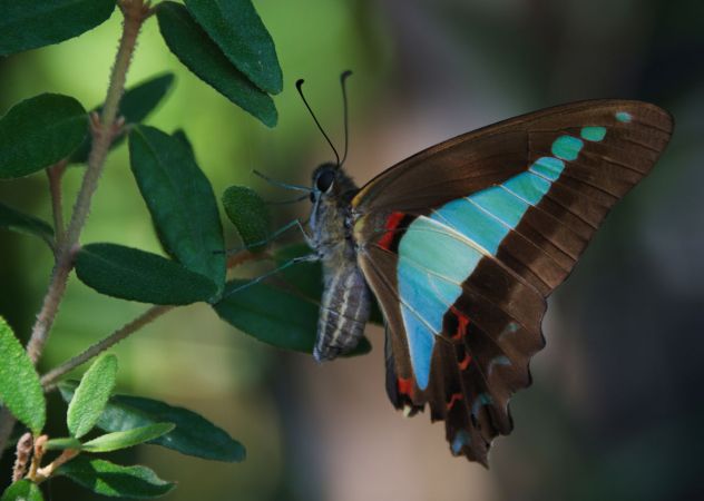 <strong>Graphium sarpedon (Blue Triangle Butterfly) - Ron Watts</strong><p>Graphium sarpedon, the Blue Triangle or Common Bluebottle is a fairly frequent visitor to Eastern Australian gardens. It’s tricky to photograph because it stays in one place only a few seconds – this, after all, is its only defence from predation. A long lens is needed for such a small, skittish subject, making it hard to focus on. Any shot is a sort of fluke. I was lucky this one landed on a Correa reflexa leaf within shooting range, providing a nice image of a native butterfly on native vegetation. Ron</p>