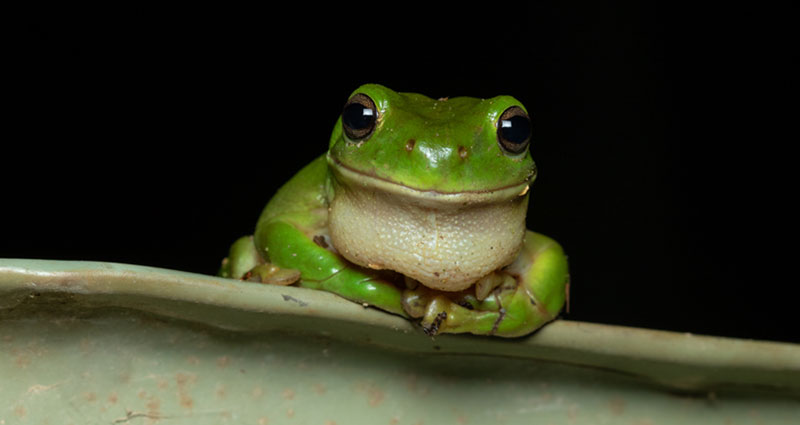 Green Tree Frog