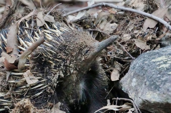 <strong>The smile that only a mouthful of ants can bring by David Hooper 2021</strong><p>Walking on the bush track behind our home, I heard a rustle in the brush and an echidna was fervently digging, looking for ants as he does. Then he dives under a pile of dead gum leaves in a hollow between rocks, disappearing from sight then emerging, covered in dirt with the biggest grin on his face - The smile that only a mouthful of ants can bring!</p>
