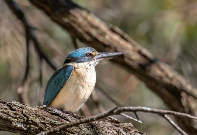 <strong>Sacred kingfisher by Marie Kobler 2021</strong><p>You can find sacred kingfishers by following their distinctive calls or their flash of blue through the trees. I heard this one calling and diverted off the fire trail to get closer. It seemed quite happy to bask in the early morning light for a minute or so before flying off, presumably in search of breakfast.</p>