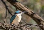 <strong>Sacred kingfisher by Marie Kobler 2021</strong><p>You can find sacred kingfishers by following their distinctive calls or their flash of blue through the trees. I heard this one calling and diverted off the fire trail to get closer. It seemed quite happy to bask in the early morning light for a minute or so before flying off, presumably in search of breakfast.</p>