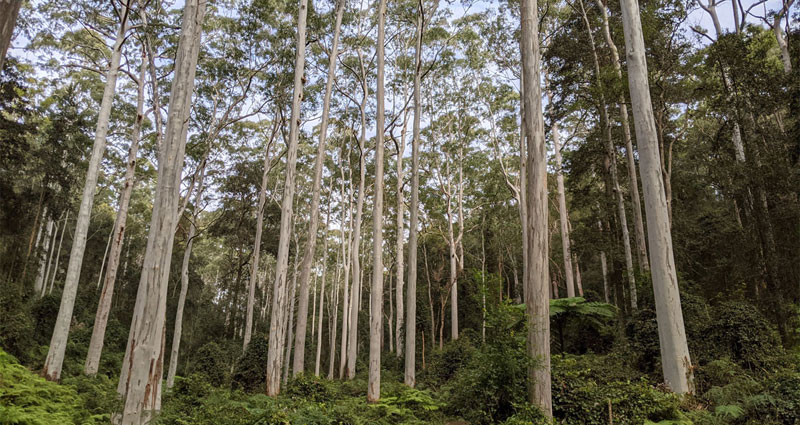 Blue gum forest Dog Pound Creek by Geoff Weller