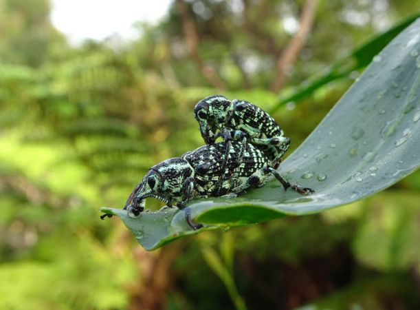 <strong>Making more Diamond Weevils by Helen Smith</strong>