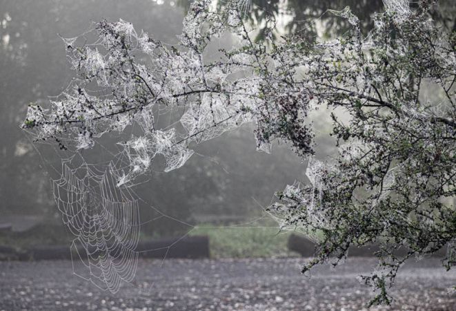 <strong>Cobwebs after the rain, Fagan Park by Marie Kobler</strong>